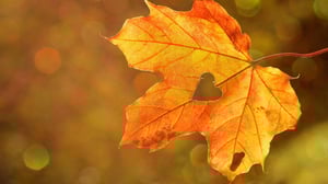 leaf with heart representing emotional connection in marketing